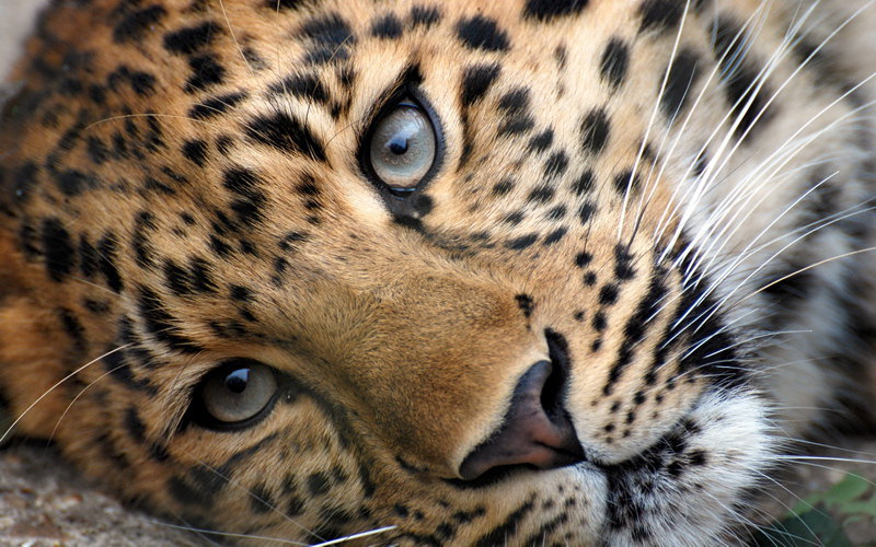Леопард - леопарды, кошки, животные - оригинал