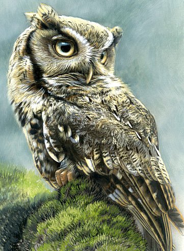 Сова - сова - оригинал