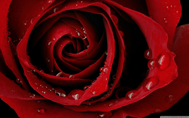 роза с росой - оригинал