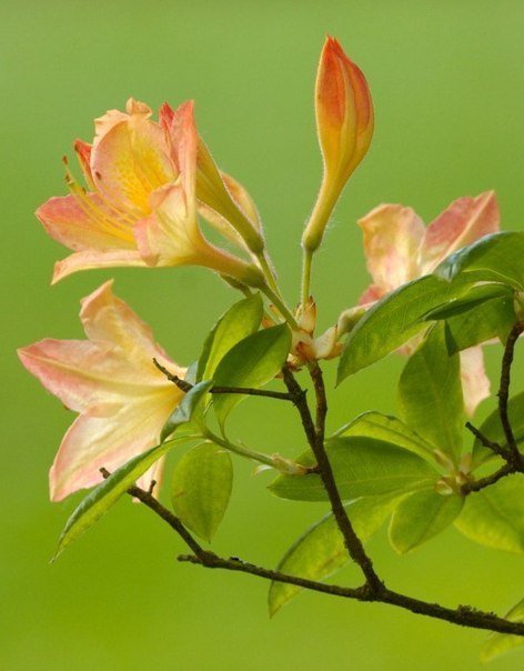 цветущее дерево - красота, цветы, веточка, природа - оригинал