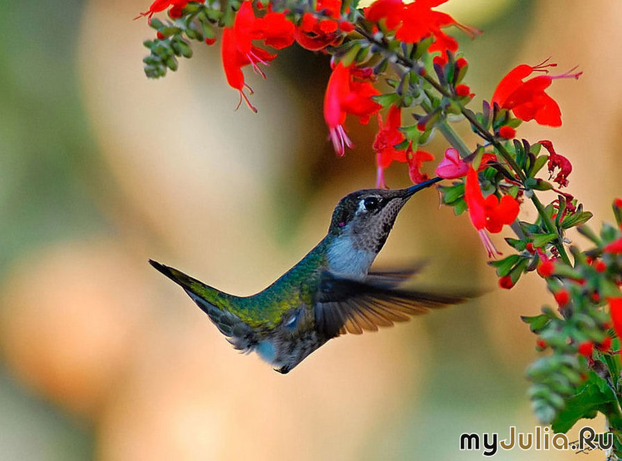 колибри - колибри, природа, цветы, птицы, райские птицы - оригинал