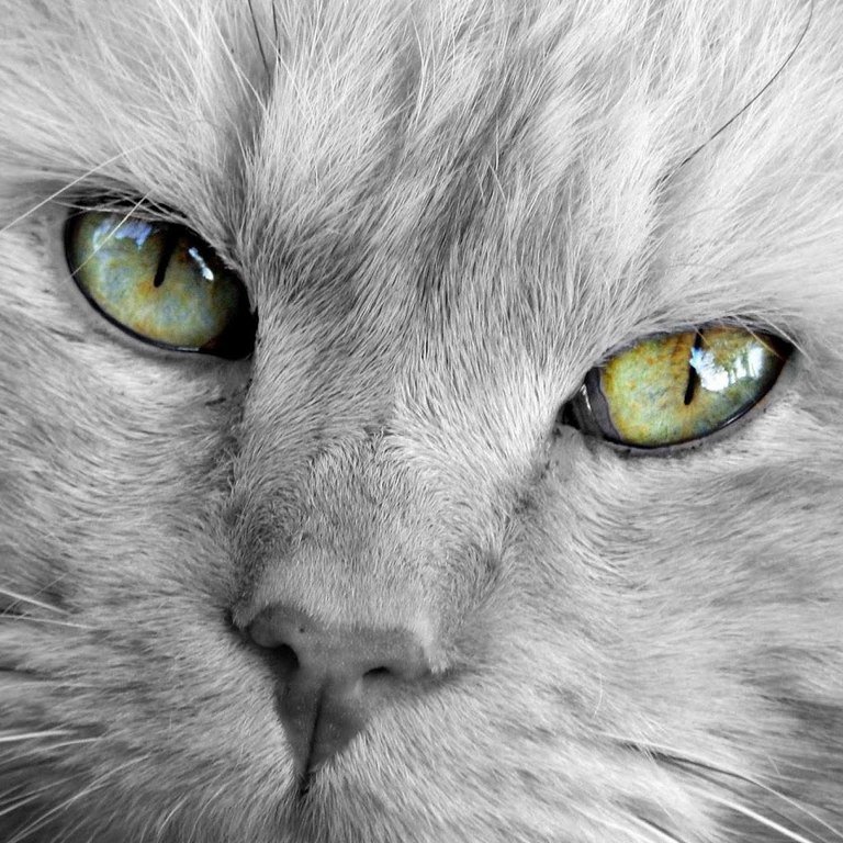 Глаза магниты - кошка - оригинал