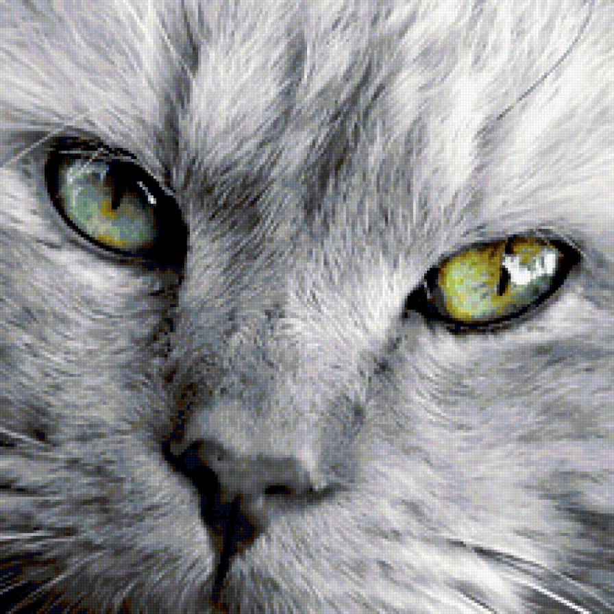 Глаза магниты - кошка - предпросмотр