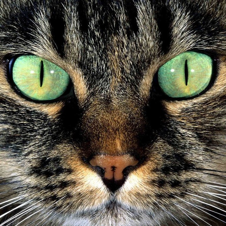 Глаза магниты - кошка - оригинал