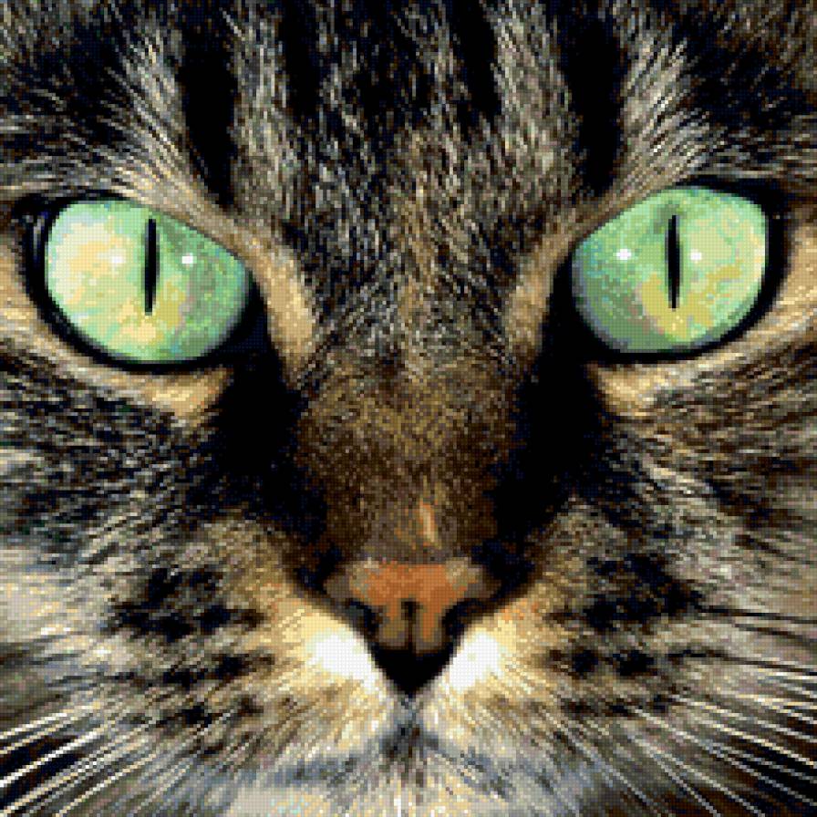 Глаза магниты - кошка - предпросмотр