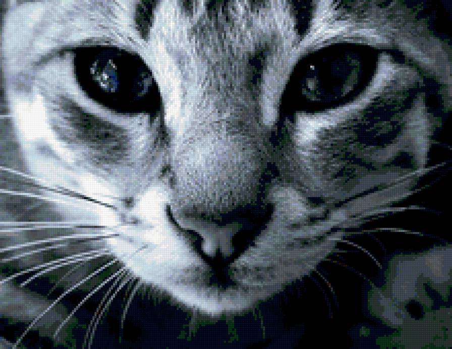 Глаза магниты - кошка - предпросмотр