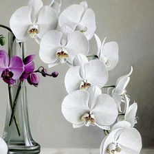 Схема вышивки «№376906»