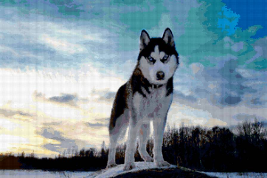 Хаски - собака, лес - предпросмотр