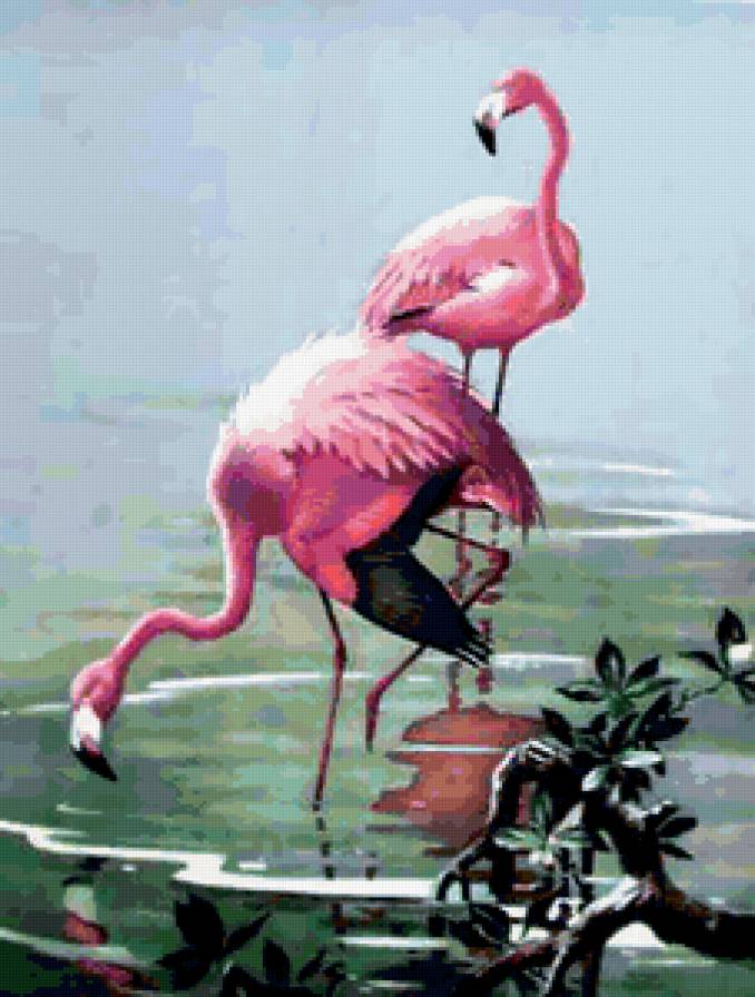 розовый фламинго - фламинго, вода, природа, птицы - предпросмотр