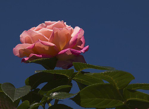 роза - розы, цветы, роза - оригинал