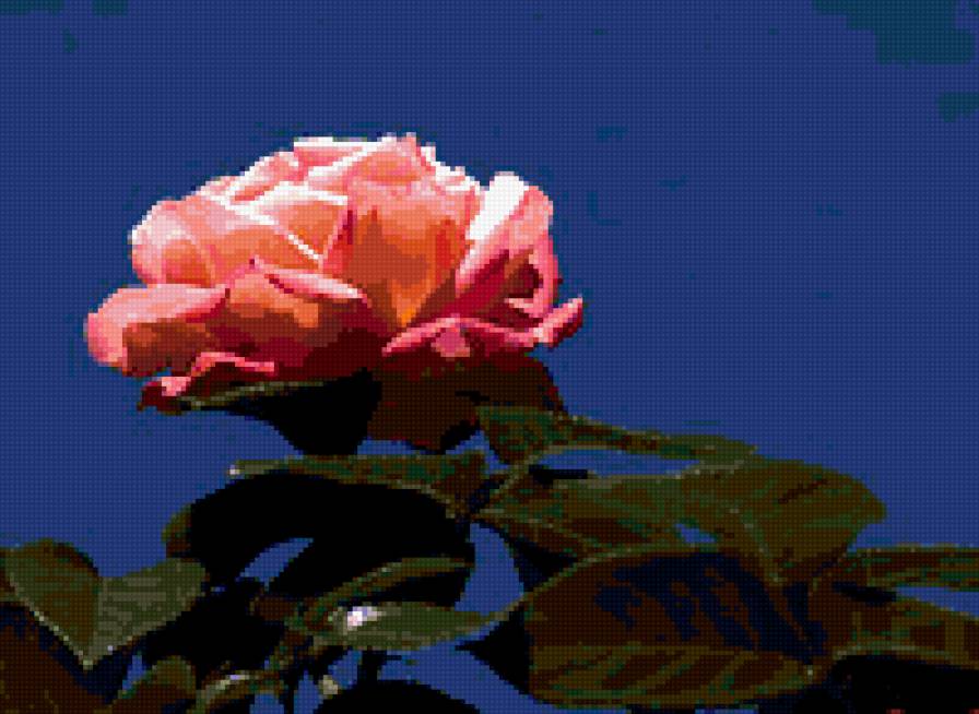 роза - розы, роза, цветы - предпросмотр