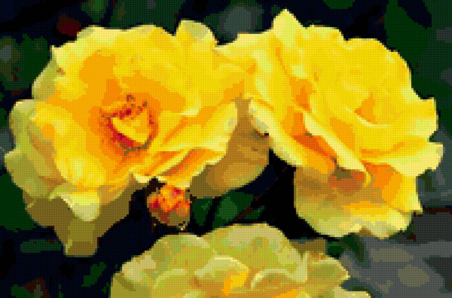 розы - розы, цветы - предпросмотр