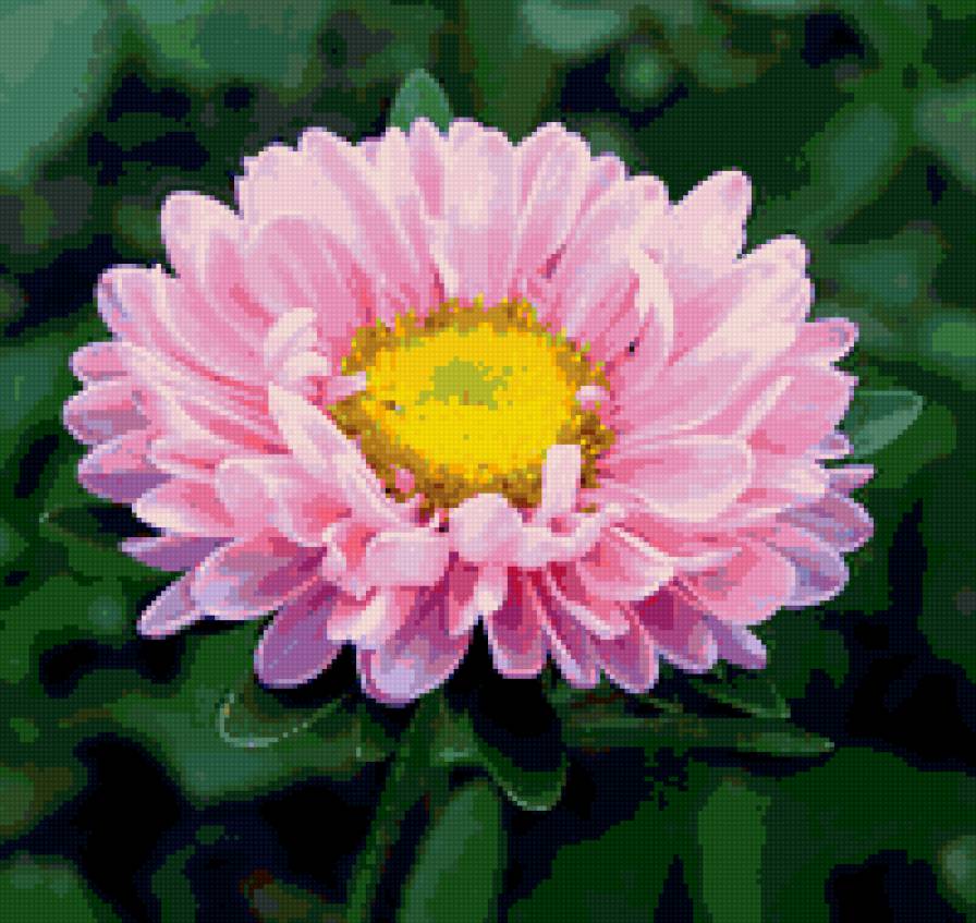 №377177 - цветы, цветок, астры - предпросмотр