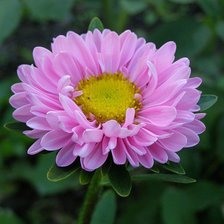 Схема вышивки «№377177»