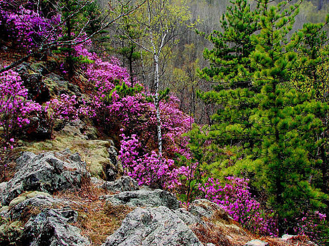 багульник - оригинал