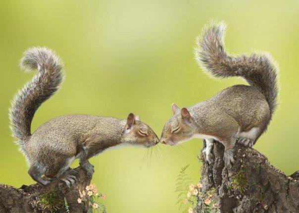 зелебоба - оригинал