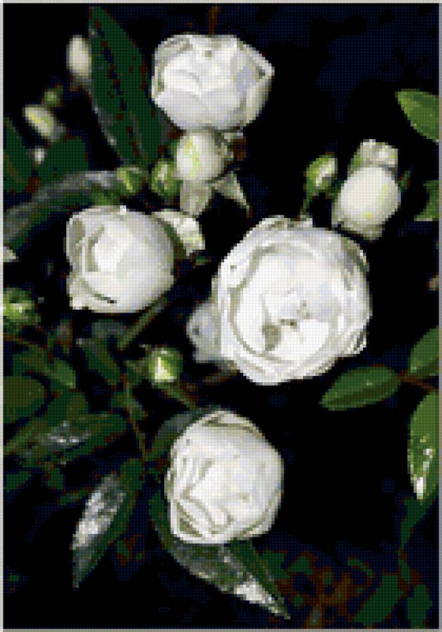 розы - цветы, розы - предпросмотр