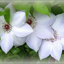 Схема вышивки «№377598»