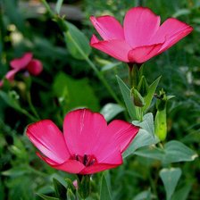 Схема вышивки «Лен»