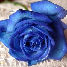 Схема вышивки «синия роза»