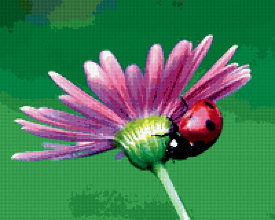 цветок и божья коровка - цветы, цветок, насекомые, божья коровка - предпросмотр