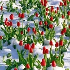 Схема вышивки «тюльпаны в снегу»