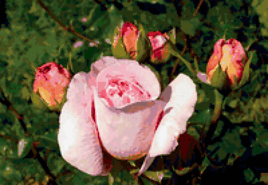 розы - цветок, розы, роза, цветы - предпросмотр