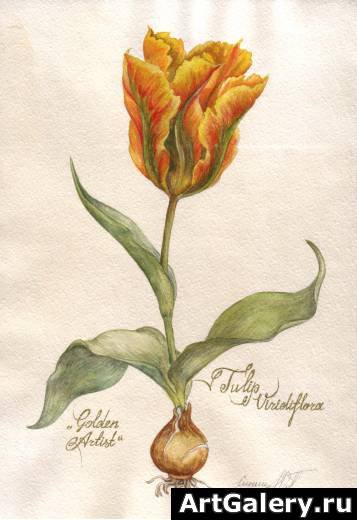 тюльпан из книги - цветы, тюльпан - оригинал