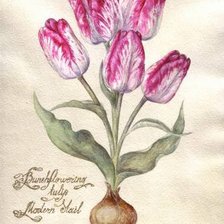 Оригинал схемы вышивки «тюльпаны из книги 1» (№377974)