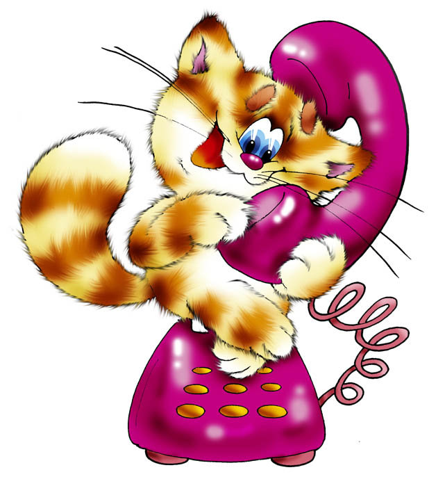 котик - животные - оригинал