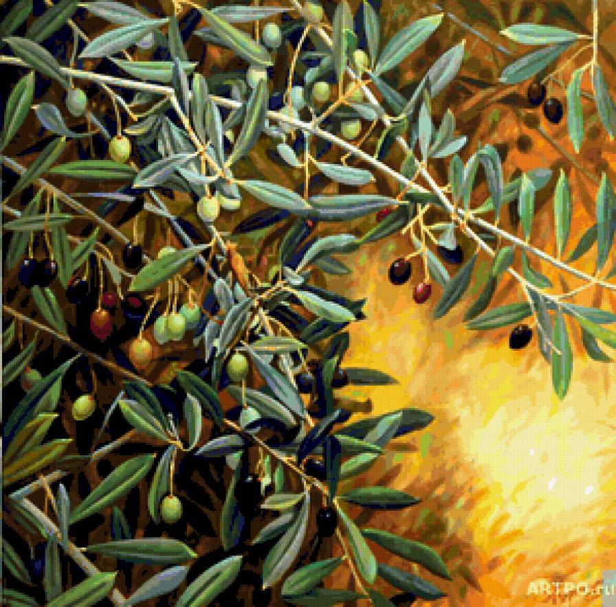 Ветви оливы - олива, растения - предпросмотр