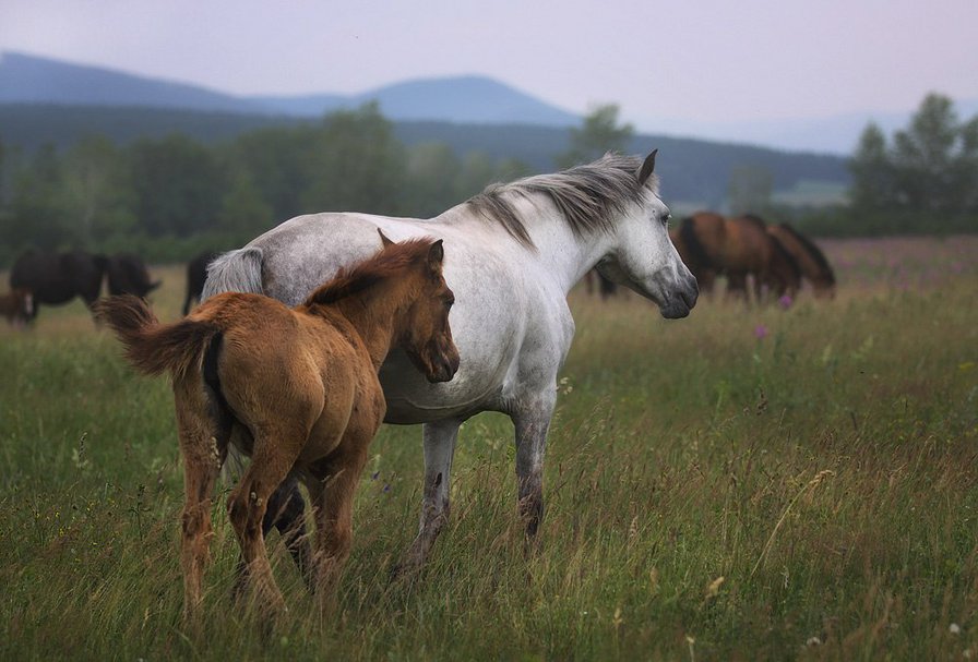 №378556 - оригинал