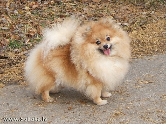 шпиц - оригинал