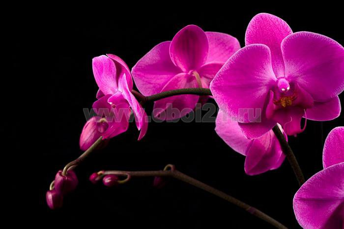 орхидея - оригинал