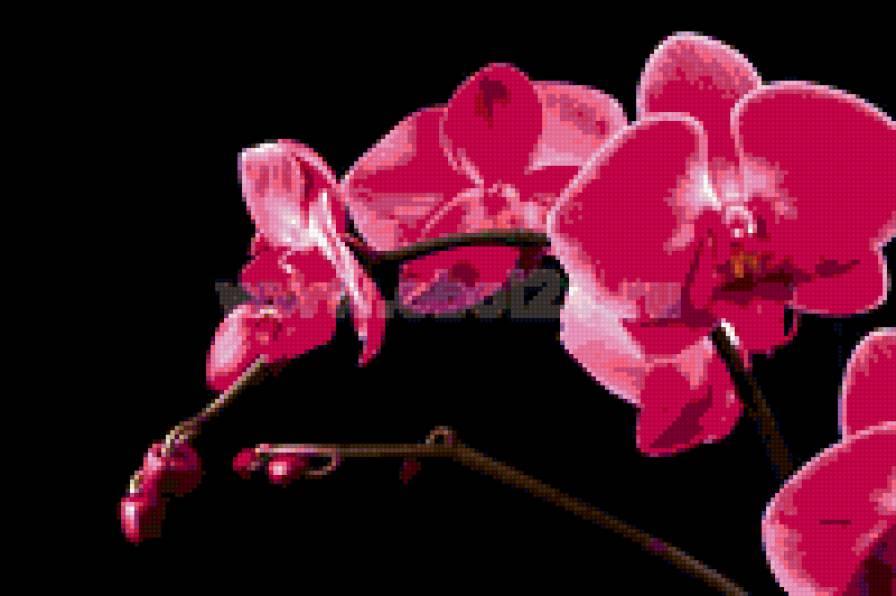 орхидея - предпросмотр