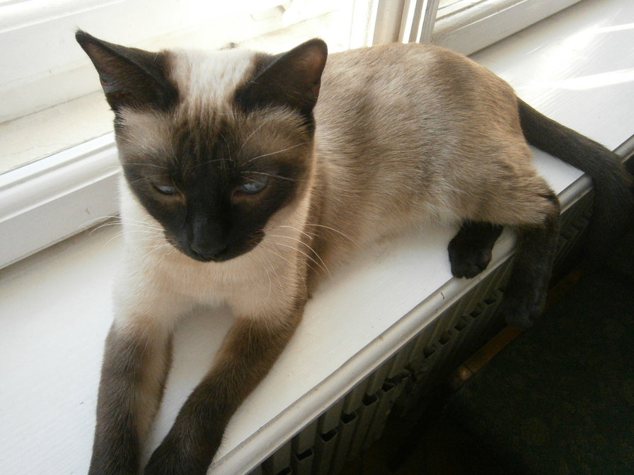 Моя кошка - корричневые нити - оригинал