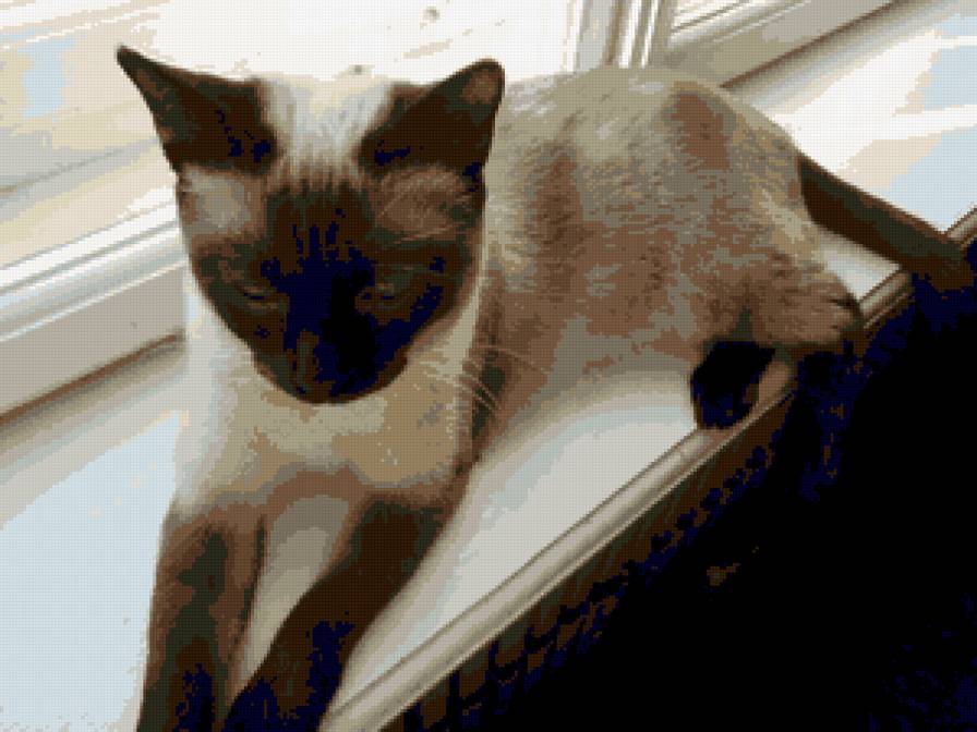 Моя кошка - корричневые нити - предпросмотр