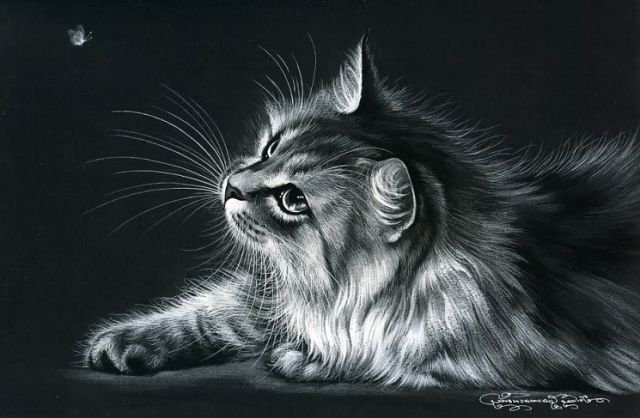 кот - черно-белый кот - оригинал