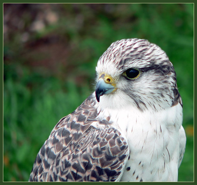 №378741 - оригинал