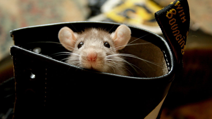 мишь - мишь, животные - оригинал