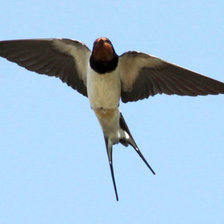 Схема вышивки «№378802»