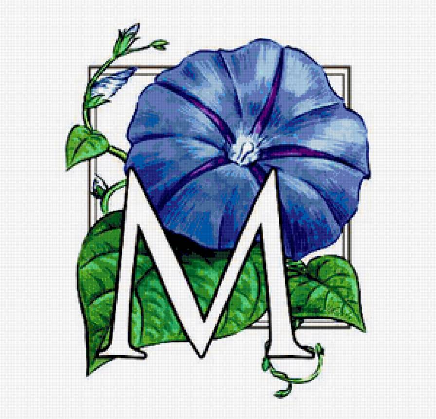 вьюнок - цветы, вьюнок, цветок - предпросмотр