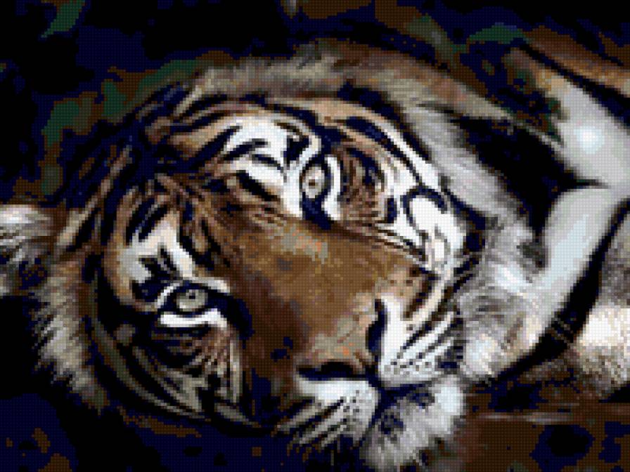 Тигр2 - животные., тигр - предпросмотр