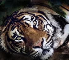 Тигр2