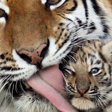 Схема вышивки «Тигр3»