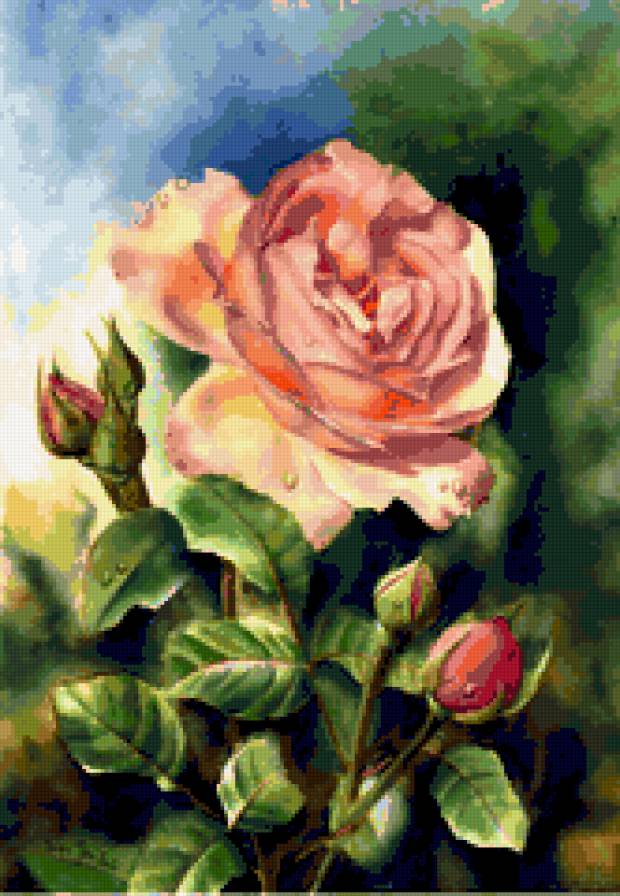 Szép rózsa - предпросмотр