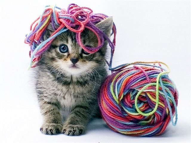 Котенок и клубок - животные, клубок, котенок - оригинал