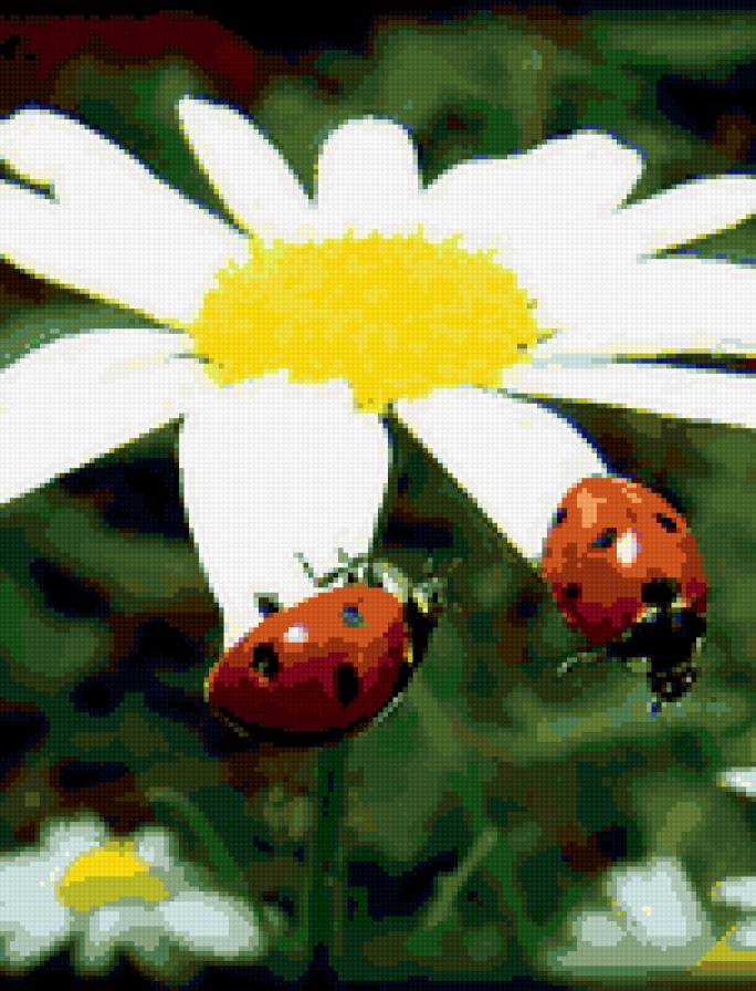 ромошка - божья коровка, ромашки, цветы - предпросмотр