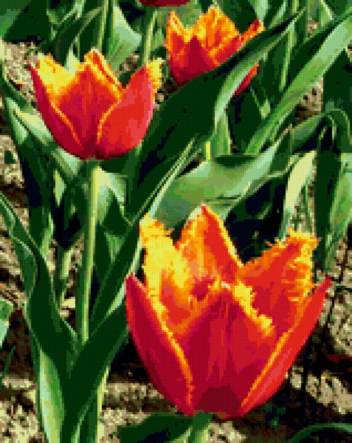 Тюльпан - тюльпан, весна, цветы - предпросмотр