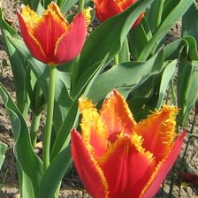 Схема вышивки «Тюльпан»